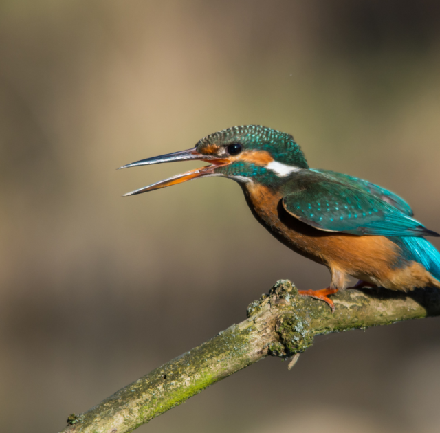 bird