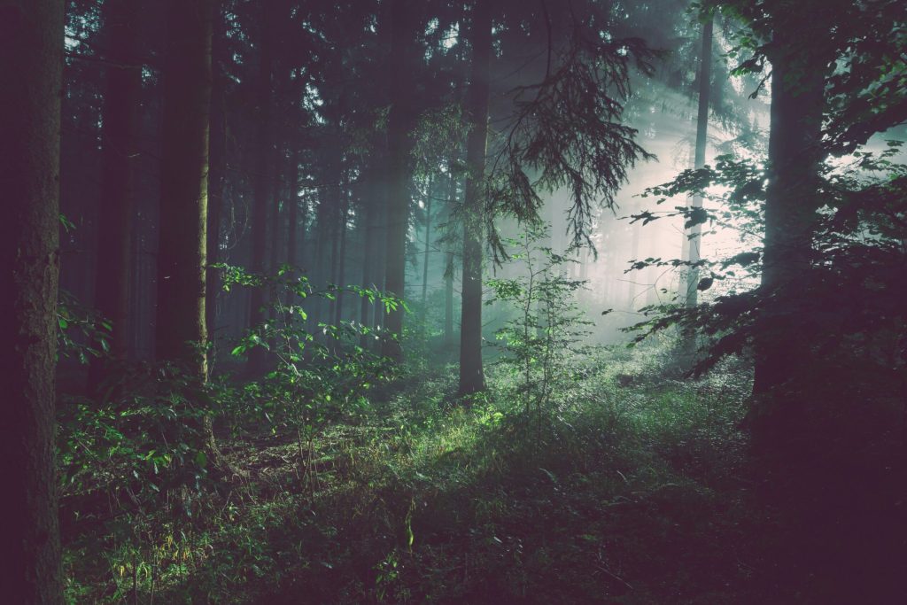 forest trees
