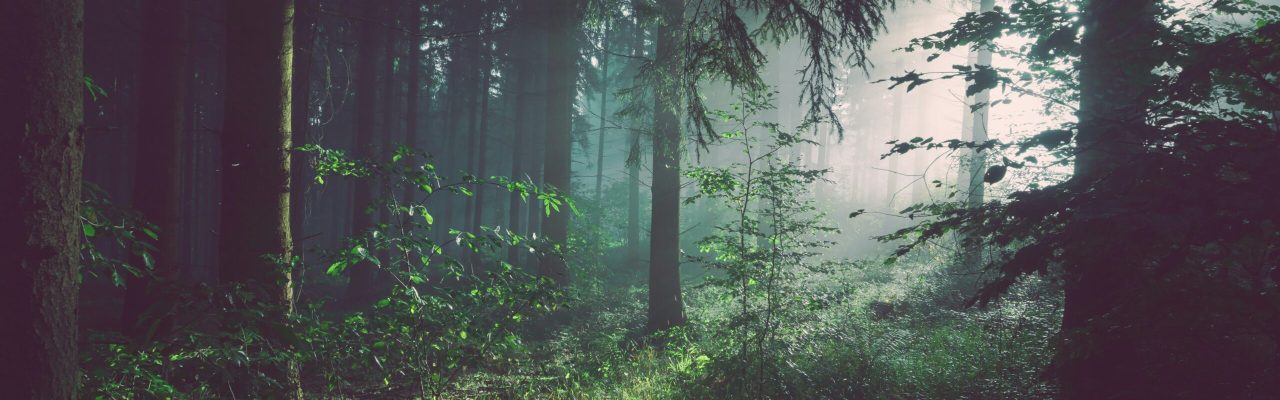forest trees