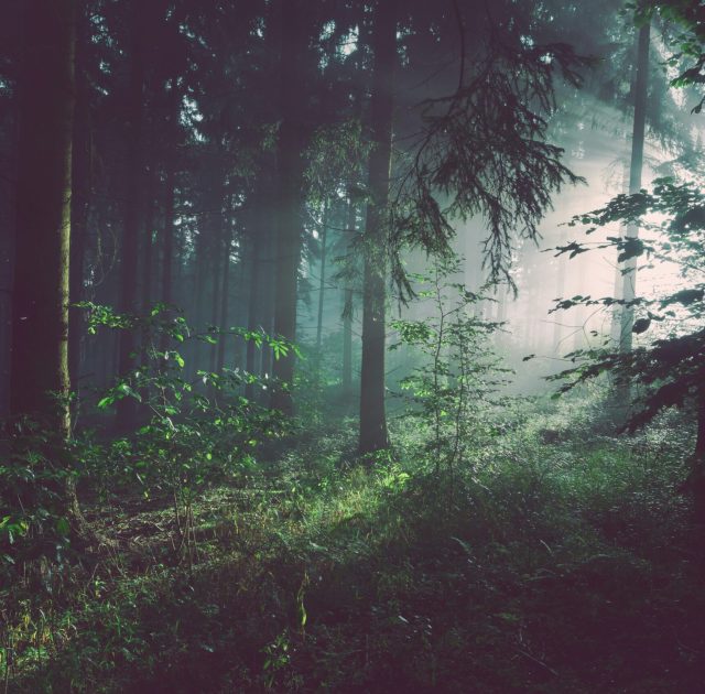 forest trees