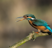 bird